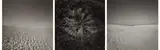 Harry Callahan, Selected Images of Cape Cod