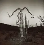 Richard Misrach, Ocotillo #1, Arizona