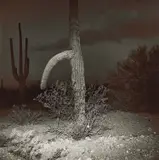 Richard Misrach, Untitled, Saguaro