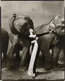 Richard Avedon, Dovima with elephants, Evening dress by Dior, Cirque d’Hiver, Paris, August