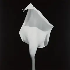 Calla Lily by Robert Mapplethorpe, 1987, Gelatin silver print, offered Oct 2018