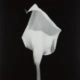 Robert Mapplethorpe, Calla Lily, 1987, Gelatin silver print