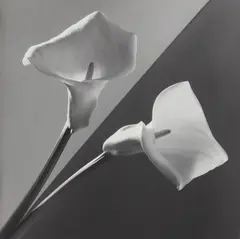 Calla Lily by Robert Mapplethorpe, 1987, Gelatin silver print, offered Oct 2018