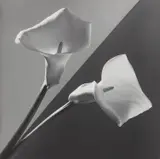Calla Lily by Robert Mapplethorpe, 1987, Gelatin silver print, offered Oct 2018
