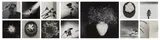 Robert Mapplethorpe, Y Portfolio