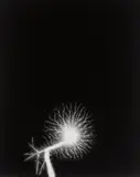 Lightning Fields 145 by Hiroshi Sugimoto, 2009, Gelatin silver print, sold Oct 2018