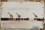 Peter Beard, Giraffes in Mirage on the Tara Desert Kenya for the End of the Game/Last Word from Paradise