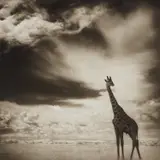 Giraffe Under Big Sky, Maasai Mara by Nick Brandt, 2007, Archival pigment print, flush-mounted, printed 2014, sold Oct 2018
