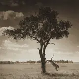 Lion Jumping from Tree, Maasai Mara by Nick Brandt, 2008, Archival pigment print, flush-mounted, printed 2014, sold Oct 2018
