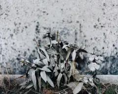 After Winter by Eileen Quinlan, 2004-2010, chromogenic print mounted on Plexiglas, sold Feb 2017