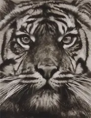 Study of Tiger Head 18 by Robert Longo, 2013, ink and charcoal on vellum, sold May 2017