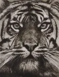 Robert Longo, Study of Tiger Head 18, 2013, ink and charcoal on vellum