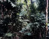 Thomas Struth, Paradise 6, Daintree/Australien, 1998, color coupler print mounted to Plexiglas