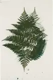 Philip Taaffe, Fern, 1998, silkscreen inks and crayon on paper
