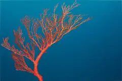 Charlotta Westergren, Untitled (coral), 2006, oil and car enamel on aluminum