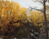 Joel Sternfeld, Near Vail, Colorado, October 1980