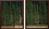 Jean-Marc Bustamante, Two works: (i) Cyprès (T.105.91); (ii) Cyprès (T.106.91), 1991, chromogenic print