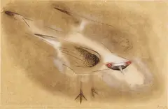 Morris Graves, Spirit Bird, 1954, pen, ink, gouache, and gold paint on paper