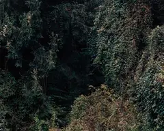 Baumstück 6 by Ricarda Roggan, 2008, chromogenic print face-mounted to Diasec, sold Sep 2017