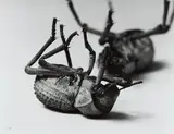 Christopher Williams, Tenebrionidae Asbolus verrucosus Death Feigning Beetle Silverlake, California October 1