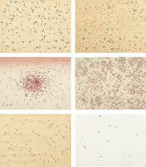 Ed Ruscha, Insects, 1972, The complete set of six screenprints in colors, three on paper-backed wood veneer and three on Fabriano paper, the full sheets, with title page/justificaftion, the sheets loose (as issued), contained in the original raw linen-covered portfolio with plastic cover encapsulating brownish-red sand