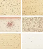Ed Ruscha, Insects, 1972, The complete set of six screenprints in colors, three on paper-backed wood veneer and three on Fabriano paper, the full sheets, with title page/justificaftion, the sheets loose (as issued), contained in the original raw linen-covered portfolio with plastic cover encapsulating brownish-red sand