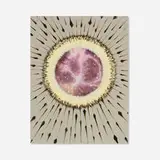 Jose Alvarez, Where They Came From, 2007, porcupine quills, feathers, watercolor and gouache on paper