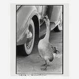 Robert Rauschenberg, Untitled, 1980, gelatin silver print
