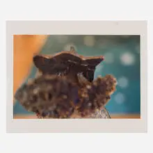 Kiki Smith, Untitled, 1997, C-print