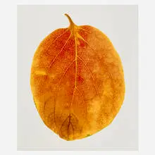 Carol Henry, Persimmon Florachrome, 1995, Cibachrome print