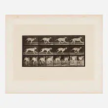 Eadweard Muybridge, Plate 707 (from the Animal Locomotion series), 1887, collotype