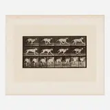 Eadweard Muybridge, Plate 707 (from the Animal Locomotion series), 1887, collotype