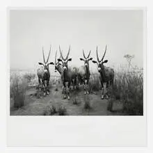 Hiroshi Sugimoto, Gemsbok (from the End of Time portfolio), offset lithograph