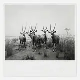 Hiroshi Sugimoto, Gemsbok (from the End of Time portfolio), offset lithograph