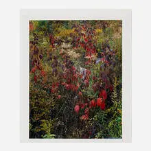 Eliot Porter, Blackberry Bushes, Adirondack Park, New York, vintage dye transfer print