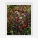Eliot Porter, Blackberry Bushes, Adirondack Park, New York, vintage dye transfer print