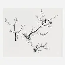 Don Worth, Shrubs in Snow, Yosemite, gelatin silver print