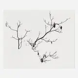 Don Worth, Shrubs in Snow, Yosemite, gelatin silver print