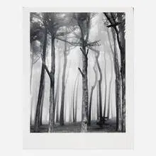 Don Worth, Trees and Fog, San Francisco, gelatin silver print