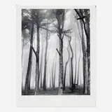 Don Worth, Trees and Fog, San Francisco, gelatin silver print