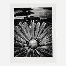 Don Worth, Cycas revoluta, Hilo, Hawaii, gelatin silver print
