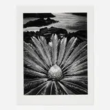 Don Worth, Cycas revoluta, Hilo, Hawaii, gelatin silver print