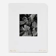 Oliver Gagliani, Untitled (Leaves), gelatin silver print