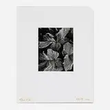Oliver Gagliani, Untitled (Leaves), gelatin silver print