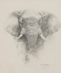 David Shepherd, Untitled, pencil 33.5 x 28cm Provenance: Purchased from Rountree Tryon Galleries