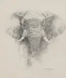 David Shepherd, Untitled, pencil 33.5 x 28cm Provenance: Purchased from Rountree Tryon Galleries