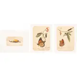 Alfredo Dugès, ESTUDIOS BOTÁNICOS, Acuarelas sobre papel