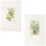 Nicolás Moreno, A) Limones, Grabados a la punta seca 28 / 50 y 35 / 50