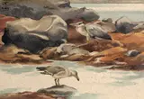 Richard Barrett Talbot Kelly, Heron And Herring Gull