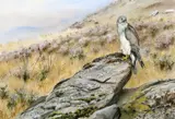 George Edward Lodge, Hen Harrier